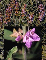 TSA Salvia Officinalis 50ml