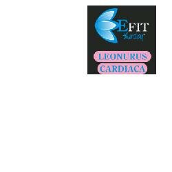 LEONURUS CARDIACA EF 30ML-2