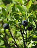 MSA VACCINIUM MYRTIL 50ML-1