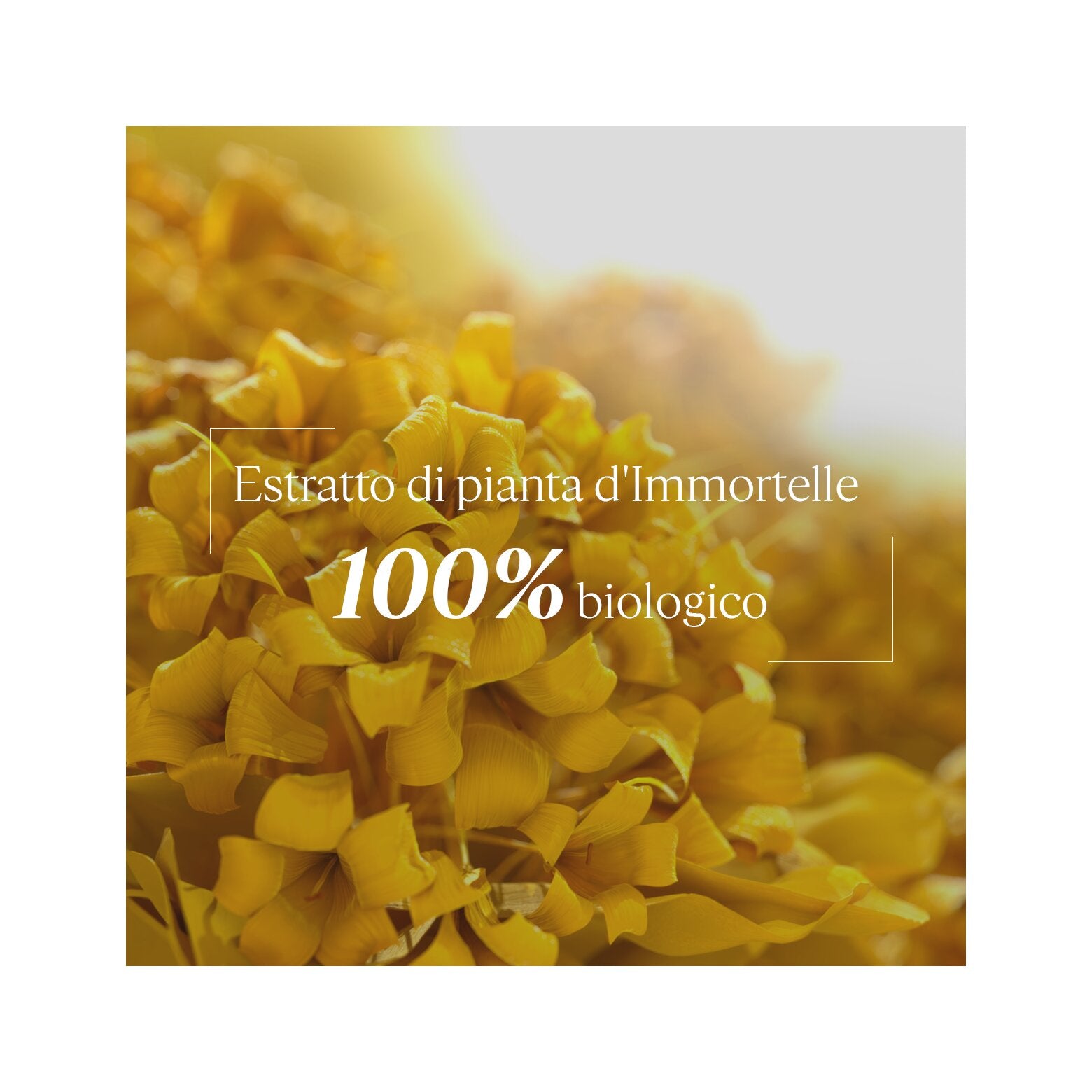 L'Occitane Creme Immortelle Divine Viso 50ml-5