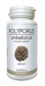 POLYPORUS UMBELLATUS 60CPS-1