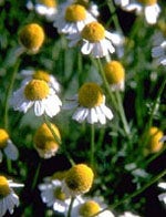 TSA MATRICARIA CHAMOMILLA 50ML-1