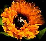 CALENDULA EI GOCCE 50ML-1