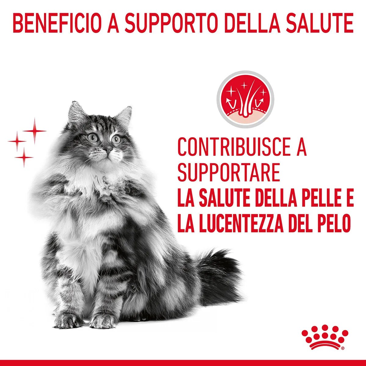Royal Canin Hair & Skin in Salsa Alimento Umido Per Gatti Adulti Bustina 85g-9