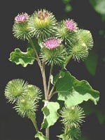TSA ARCTIUM LAPPA 50ML-1