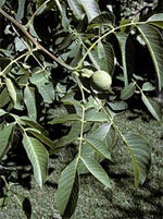 MSA JUGLANS REGIA 50ML-1