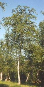 MSA BETULA PUBESCENS 50ML-1