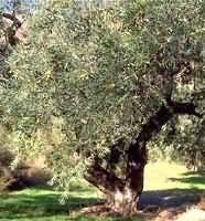 MSA OLEA EUROPEA 50ML-1