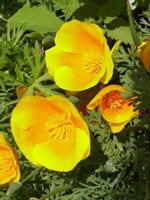 TSA ESCHSCHOLTZIA CALIFOR 50ML-1