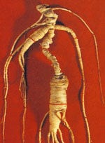TSA PANAX GINSENG 50M-1