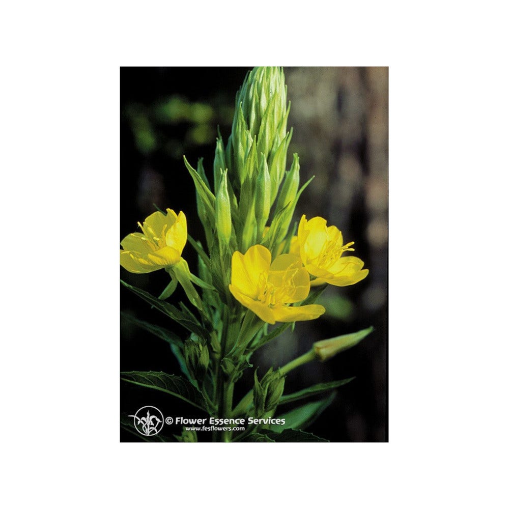 Evening Primrose 7.4ml-1