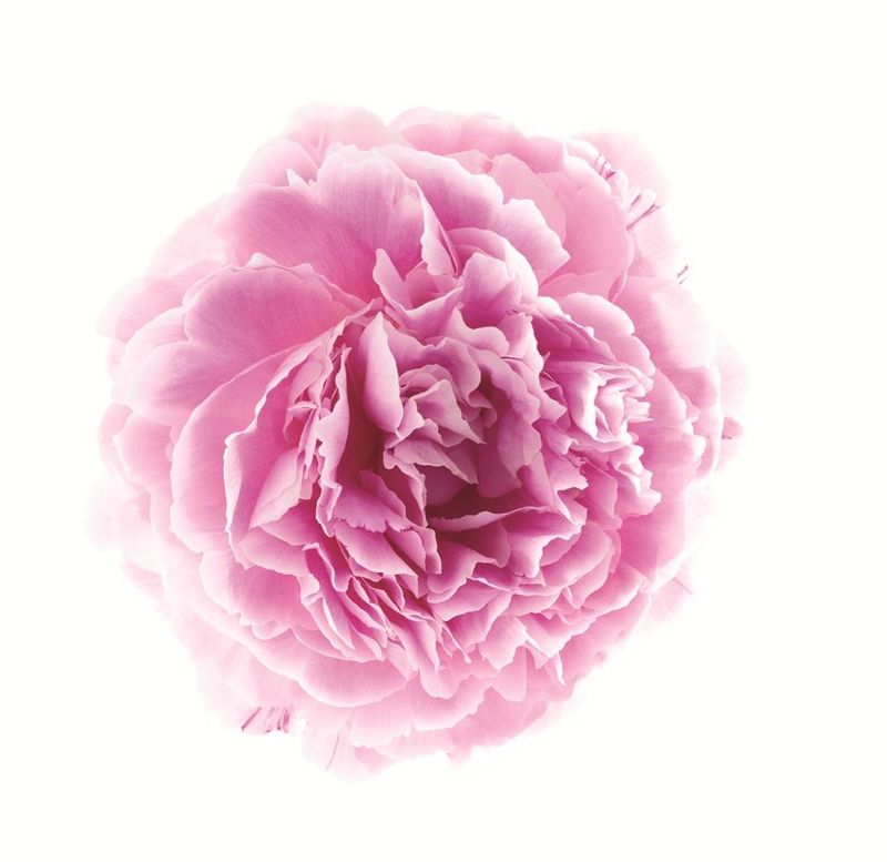 Klorane Cofanetto Peonia d'Oriente-2