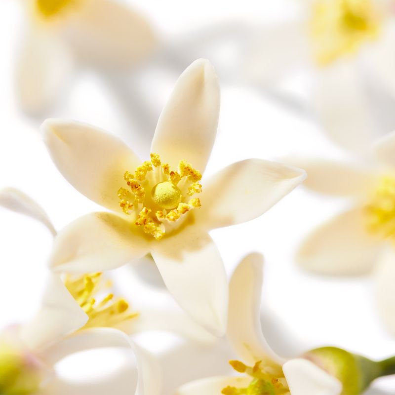 Nuxe Huile Prodigieuse Olio Idratante Néroli 100ml-2