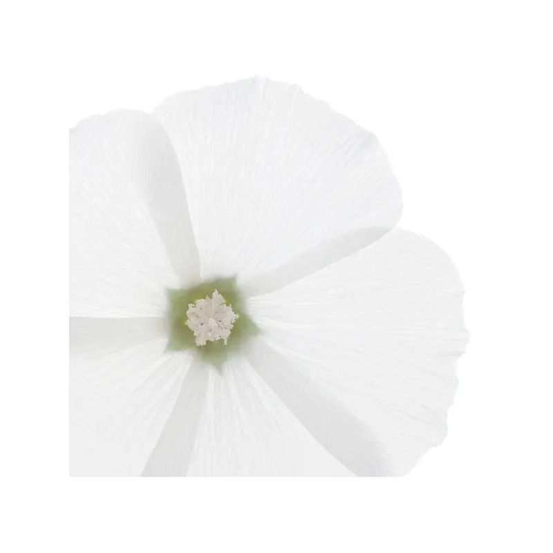 Phyto Delicato Latte Districante Express Senza Risciacquo Per Tutti I Tipi Di Capelli 150ml-4