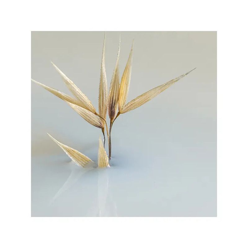 Phyto Delicato Shampoo Ad Uso Frequente Per Tutti I Tipi Di Capelli 250 ml-2