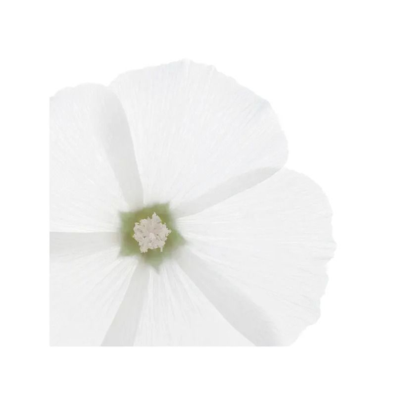 Phyto Delicato Shampoo Ad Uso Frequente Per Tutti I Tipi Di Capelli 250 ml-3