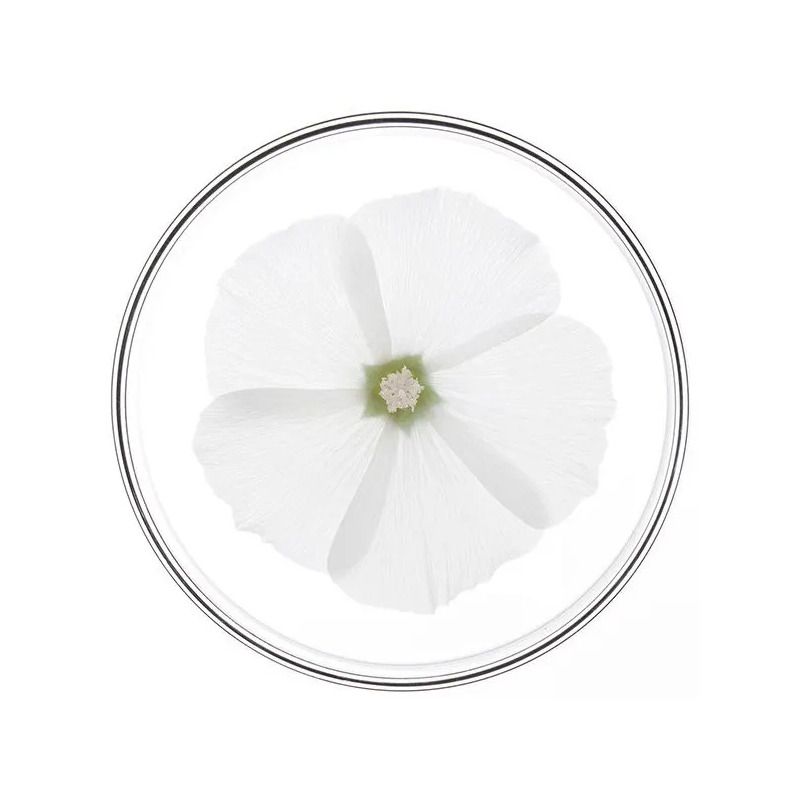 Phyto Phytonutrimento Maschera Nutrimento Intensivo e Rigenerante 200ml-2